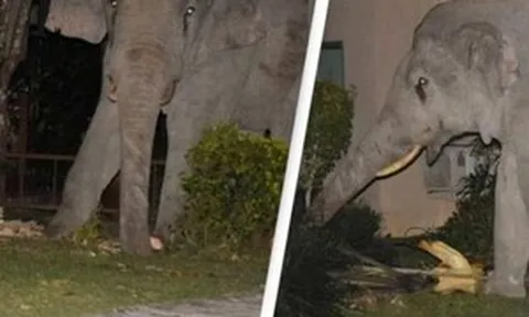 Mò vào nhà dân tìm đồ ăn, chú voi nặng 4 tấn bị mèo con rượt đuổi chạy tóe khói