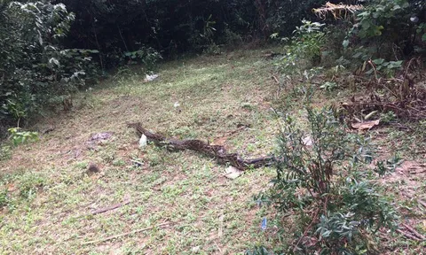 Thăm đồng, nông dân ở Hà Tĩnh bắt được trăn gấm nặng 35kg