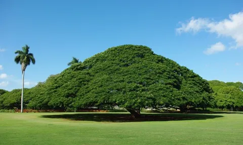 Chuyện lạ: Cây khổng lồ trăm tuổi "hái ra tiền" ở Hawaii