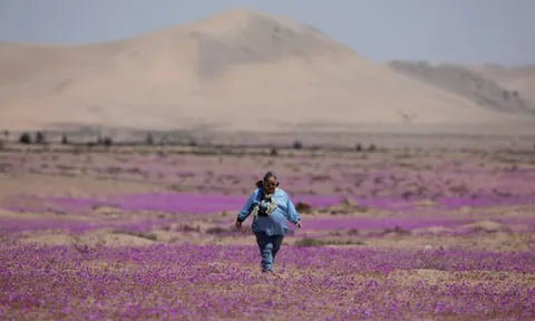 Độc lạ: Cảnh tượng hiếm thấy trên sa mạc khô cằn nhất thế giới