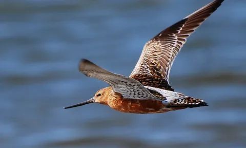 Những kỷ lục độc lạ “vô tiền khoáng hậu” của thế giới tự nhiên năm 2020