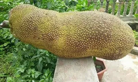 Hàng lạ ở Việt Nam: Mít dài cả mét, thanh long thơm mùi nhãn