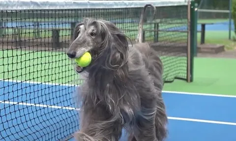 Chuyện lạ: Những chú chó được đào tạo trở thành nhân viên nhặt bóng