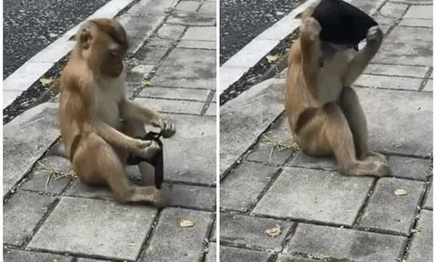 Video hài hước: Chú khỉ cố gắng tự đeo khẩu trang bước đi trên phố thu hút hàng triệu lượt xem