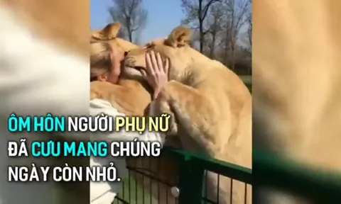 Video: Đôi sư tử lao tới ôm hôn người phụ nữ sau 7 năm gặp lại đầy xúc động