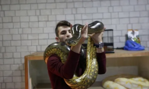 Chuyện Lạ: Chàng thanh niên 20 tuổi kiếm bộn tiền từ việc nuôi trăn, rắn 'khủng'