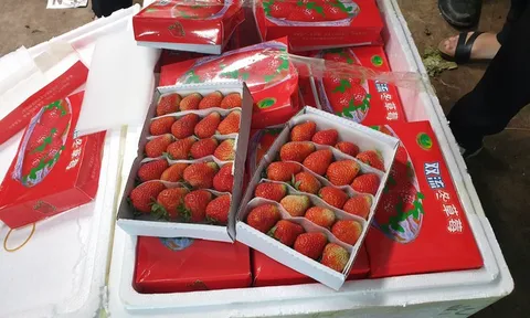 Đà Lạt: Tiêu hủy gần chín tấn dâu tây vô chủ