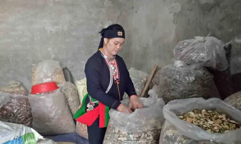 Tiết lộ "đệ nhất thần dược" cho phòng the của lương y núi Tản