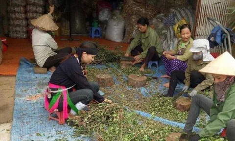 Phương pháp đào thải độc tố "độc nhất vô nhị" của "thần y" núi Tản