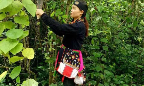 Thảo dược mệnh danh "kẻ huỷ diệt đường" cứu vạn người của thần y núi Tản