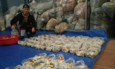 Đoạn tuyệt với chứng đau xương khớp nhờ "thần y" núi Tản